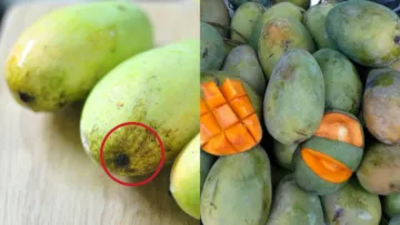 6 Ciri-ciri Buah Mangga Masak Pohon dan Bukan Karbitan. Lebih Manis, Segar, Berserat Dagingnya