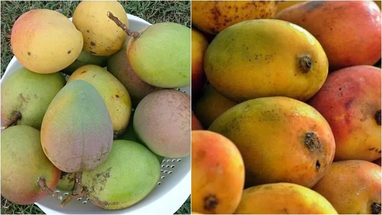 6 Ciri-ciri Buah Mangga Masak Pohon dan Bukan Karbitan. Lebih Manis, Segar, Berserat Dagingnya 17