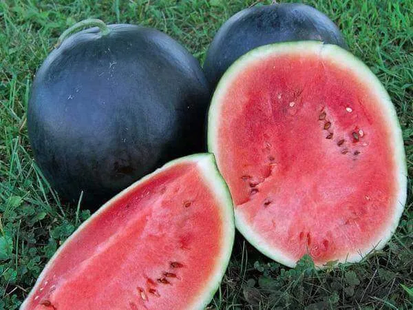 5 Jenis Buah Semangka dan Cara Memilih yang Manis 16