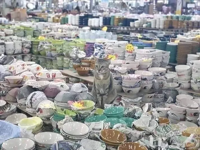 Sederet Bukti Konkret Kalau Kucing Hewan Paling Bandel Sedunia. Juara 1 Melanggar Peraturan! 17