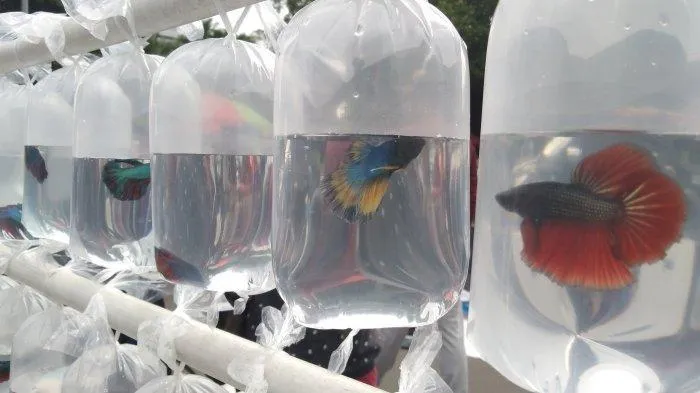 Alasan Kenapa Orang Jualan Buah Pakai Akuarium, Sementara Jual Ikan Malah Diplastikin. Simak nih~ 7