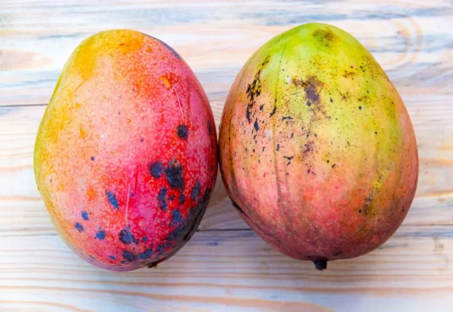 6 Ciri-ciri Buah Mangga Masak Pohon dan Bukan Karbitan. Lebih Manis, Segar, Berserat Dagingnya 20