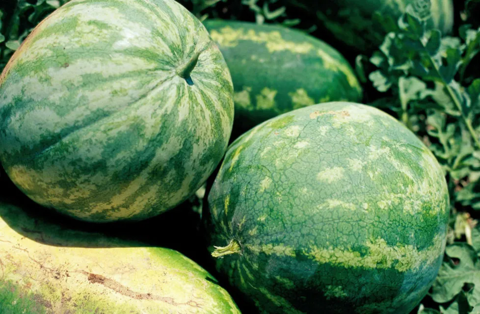 5 Jenis Buah Semangka dan Cara Memilih yang Manis 20