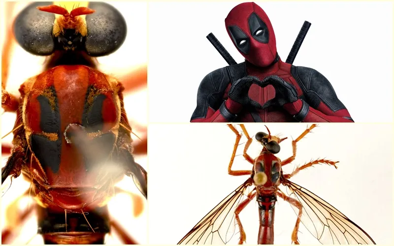 Dari Thor hingga Black Widow, ini 5 Jenis Lalat Ganas Mirip Superhero Marvel yang Baru Ditemukan di Australia 8