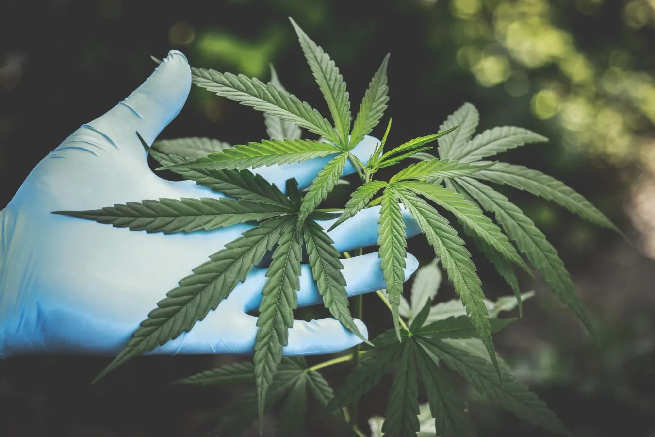 Sempat Ditetapkan Sebagai Tanaman Obat Binaan, Mentan Yasin Limpo Cabut Kembali Status Ganja. Apa Alasannya? 4