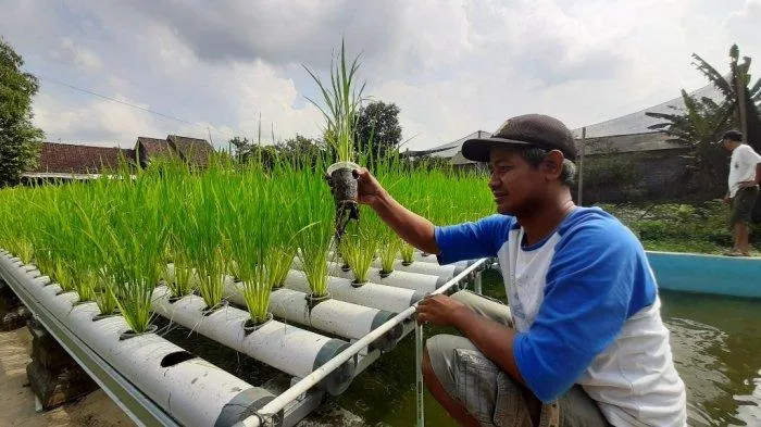 6 Cara Menanam Bawang Putih Pakai Botol atau Wadah Telur 10 cara menanam bawang putih