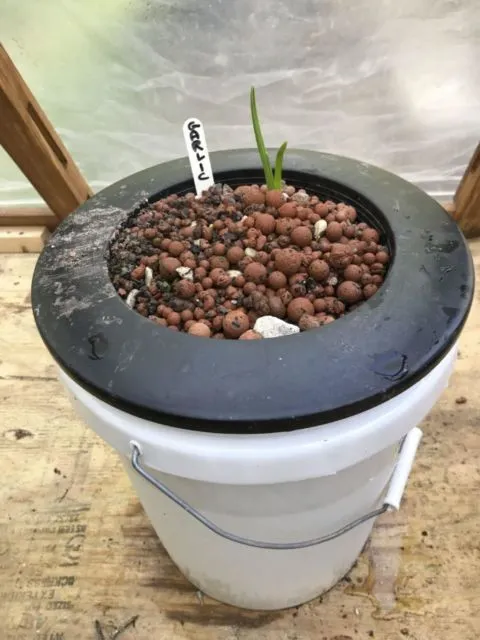 6 Cara Menanam Bawang Putih Pakai Botol atau Wadah Telur 8 cara menanam bawang putih