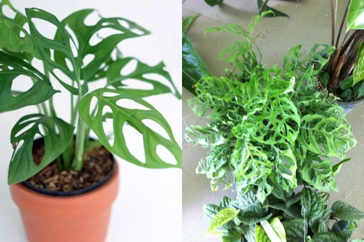 7 Jenis Monstera alias Janda Bolong, Tanaman Hias yang Makin Populer. Estetik Banget! 12