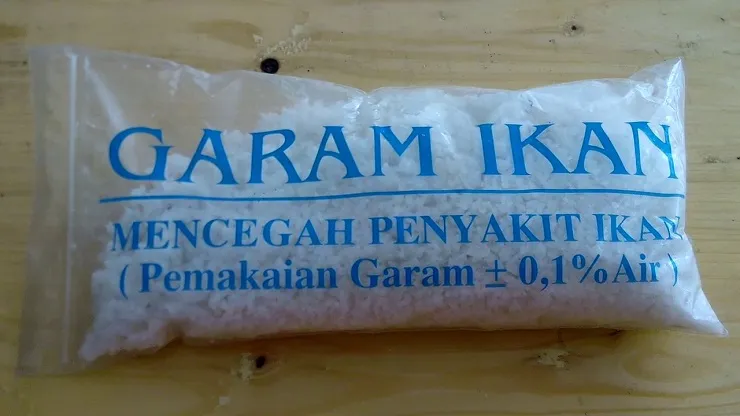 7 Cara Merawat Ikan Cupang biar Panjang Umur dan Cantik Ekornya 14 cara merawat ikan cupang