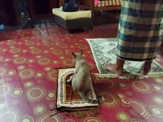 11 Gambar Kucing Taat Beragama. Harusnya Hooman juga Gini dong, Masa Kalah sama Meong? 12