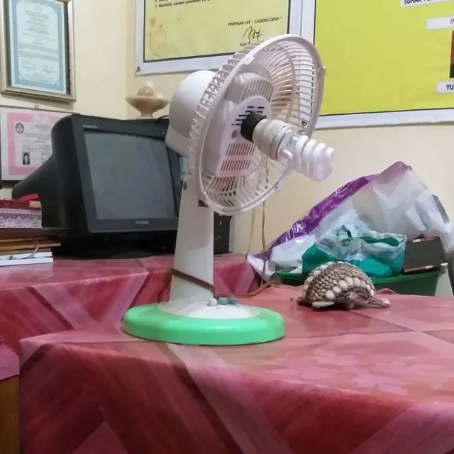 Begini Cara Akali Kipas Angin yang Rusak biar Tetap Bisa Bermanfaat. Lifehack Banget nih! 18