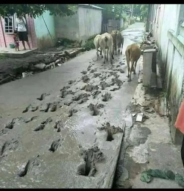 10+ Potret Jejak Kaki Hewan ini Bikin Sebel para Tukang. Nambah Kerjaan Lagi Aja, Ngeselin! 16