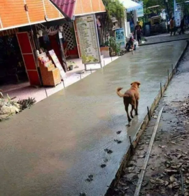 10+ Potret Jejak Kaki Hewan ini Bikin Sebel para Tukang. Nambah Kerjaan Lagi Aja, Ngeselin! 18