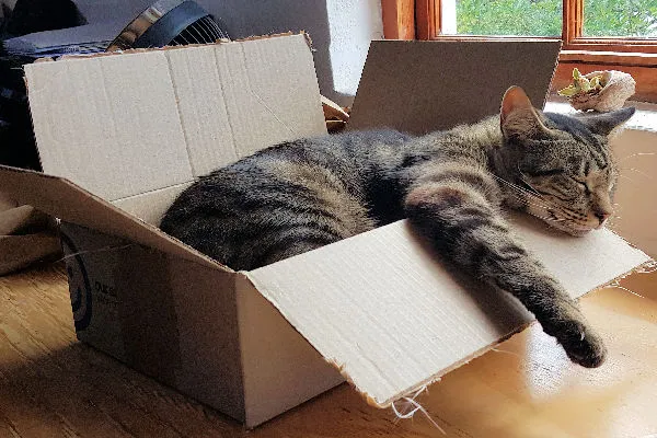 11 Model Singgasana Kocak buat Kucing. Bikinin deh, Biar Makin Berasa Mereka Adalah Majikan Kita~ 20