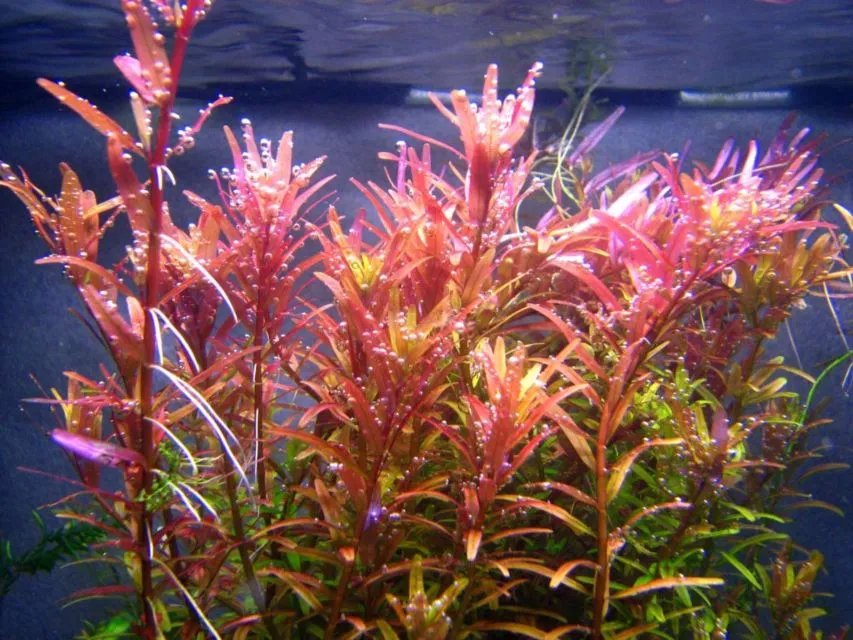 9 Jenis Tanaman Aquascape yang Cocok untuk Ikan Cupang, Bisa Dimakan atau Malah buat Mainan 18