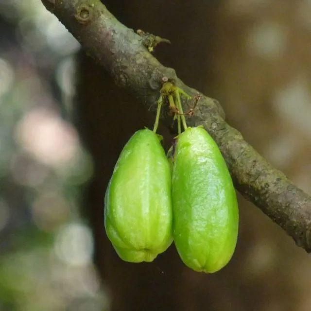 6 Cara Membuat Sabun Cuci Piring Organik yang Ramah Lingkungan 10
