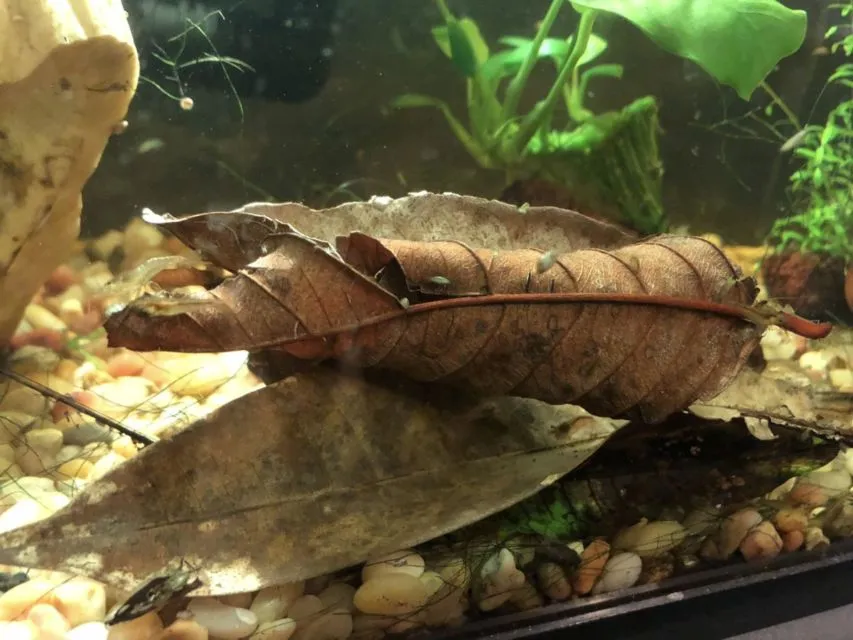 7 Cara Merawat Ikan Cupang biar Panjang Umur dan Cantik Ekornya 10