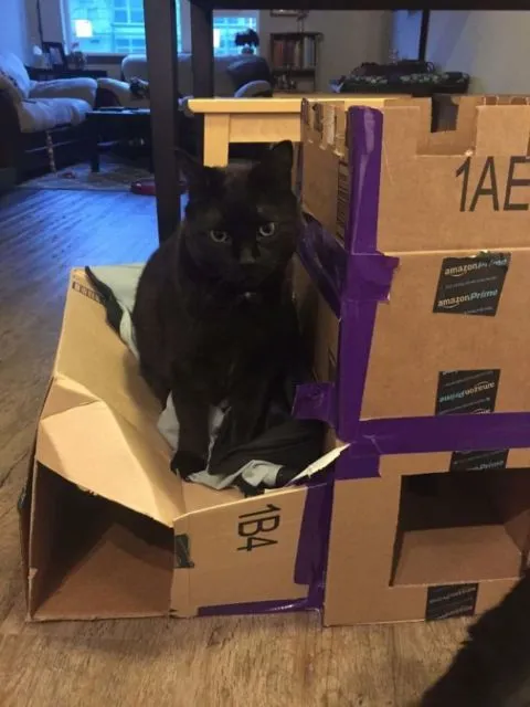11 Model Singgasana Kocak buat Kucing. Bikinin deh, Biar Makin Berasa Mereka Adalah Majikan Kita~ 22