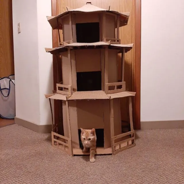 11 Model Singgasana Kocak buat Kucing. Bikinin deh, Biar Makin Berasa Mereka Adalah Majikan Kita~ 15