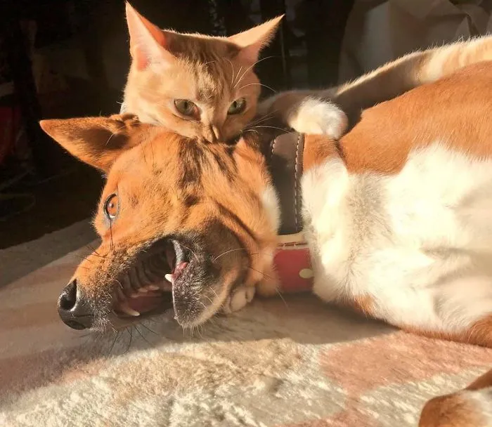 11 Potret Kocak Kucing Lawan Musuh Bebuyutan. Kocheng Udah Nggak Takut Lagi sama Anjing nih! 21