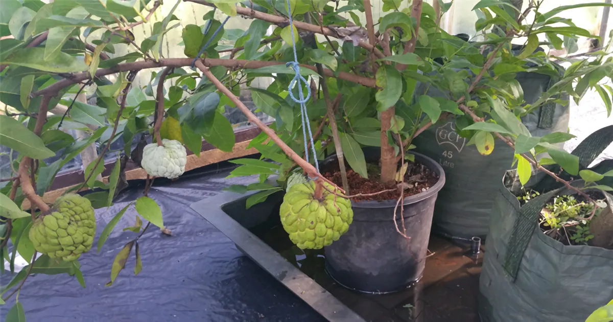7 Tanaman Buah ini Bisa Tumbuh dalam Pot dan Masa Panennya Berkali-kali 13 tanaman buah