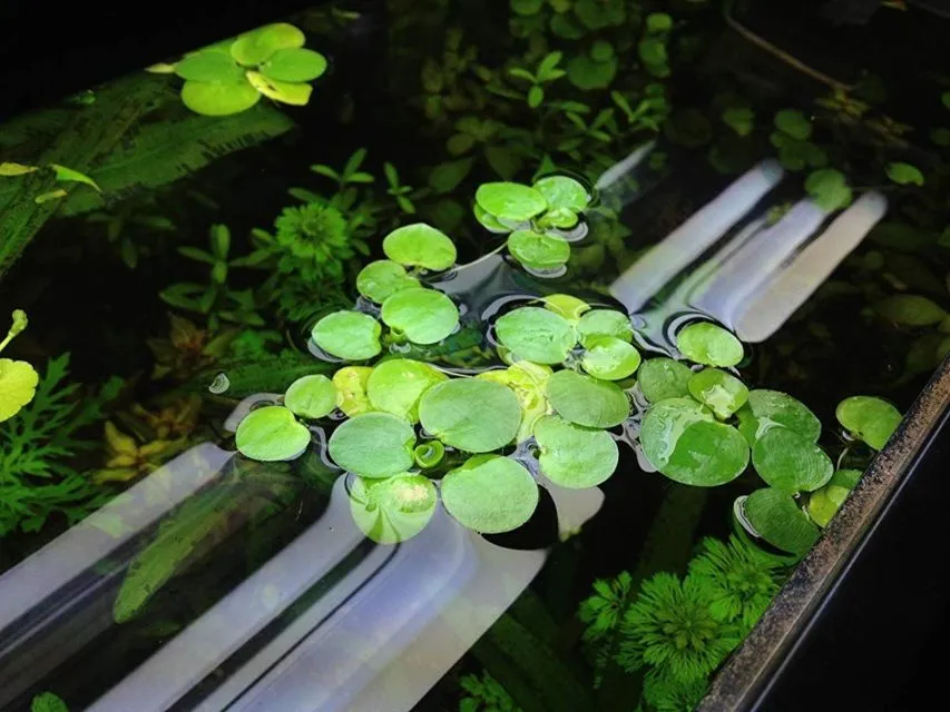 9 Jenis Tanaman Aquascape yang Cocok untuk Ikan Cupang, Bisa Dimakan atau Malah buat Mainan 14