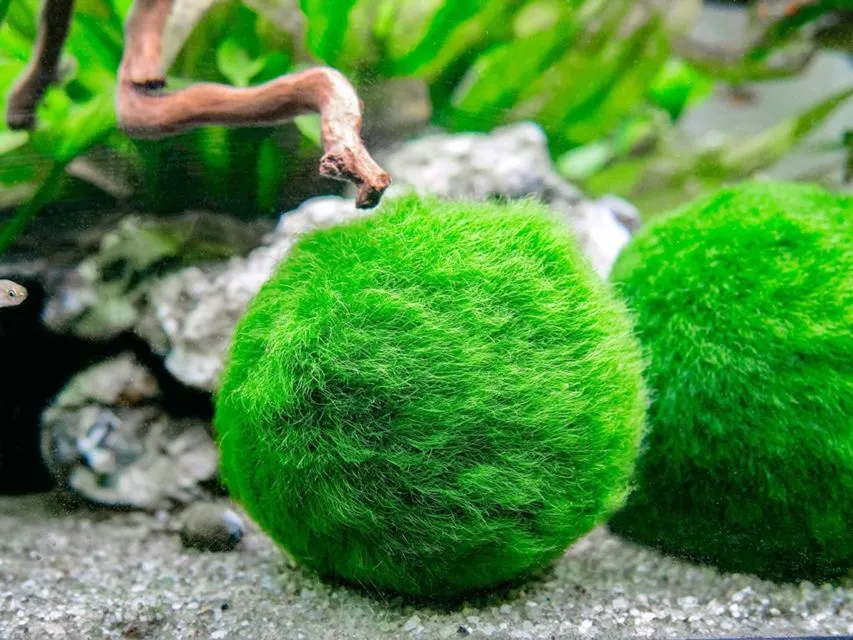 9 Jenis Tanaman Aquascape yang Cocok untuk Ikan Cupang, Bisa Dimakan atau Malah buat Mainan 15