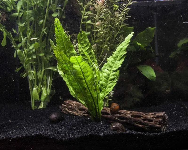 9 Jenis Tanaman Aquascape yang Cocok untuk Ikan Cupang, Bisa Dimakan atau Malah buat Mainan 11
