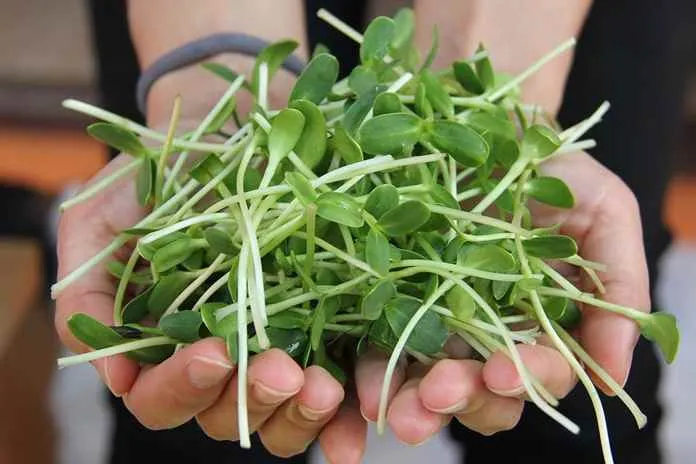 8 Sayuran Hijau yang Paling Sehat di Bumi dan Rugi Kalau Dilewatkan Tiap Hari. Superfood nih! 11
