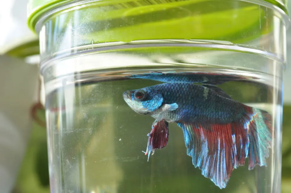 7 Cara Merawat Ikan Cupang biar Panjang Umur dan Cantik Ekornya 8 tips merawat ikan cupang