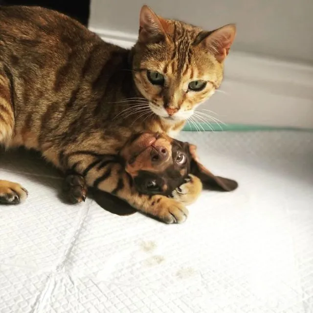 11 Potret Kocak Kucing Lawan Musuh Bebuyutan. Kocheng Udah Nggak Takut Lagi sama Anjing nih! 14