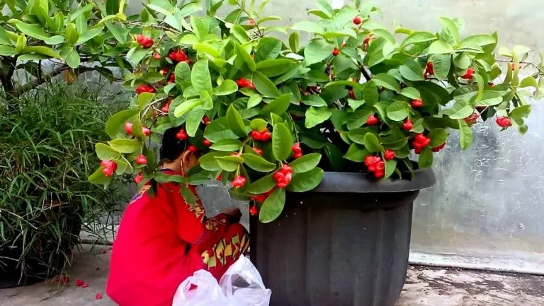 7 Tanaman Buah ini Bisa Tumbuh dalam Pot dan Masa Panennya Berkali-kali 10 tanaman buah