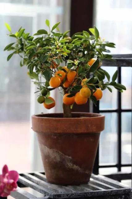 7 Tanaman Buah ini Bisa Tumbuh dalam Pot dan Masa Panennya Berkali-kali 9