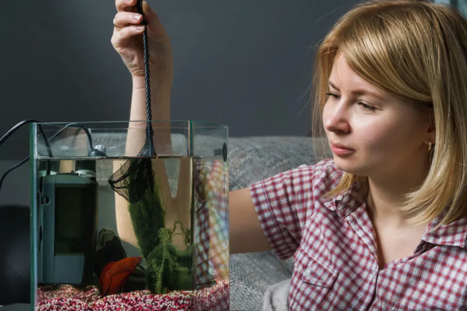 7 Cara Merawat Ikan Cupang biar Panjang Umur dan Cantik Ekornya 11