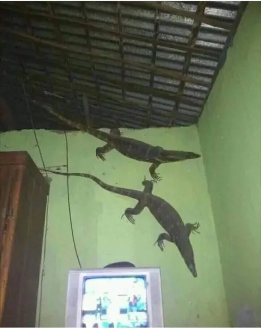 11 Benda Aneh yang Pernah Ada di Dalam Rumah, Antara Kreatif dan Random sih. Kocak Bener! :D 18