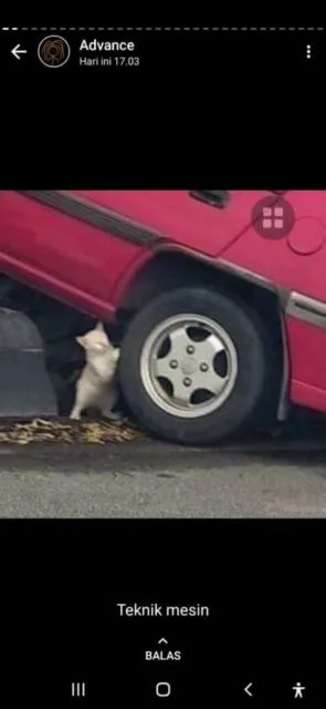 Beginilah Jadinya Kalau Ada Kampus buat Kucing. Please Welcome, Catcalling University! 13