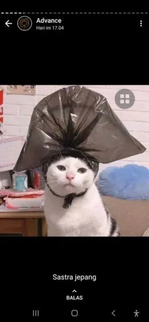 Beginilah Jadinya Kalau Ada Kampus buat Kucing. Please Welcome, Catcalling University! 12