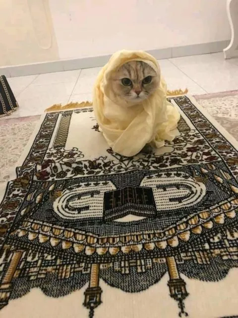 11 Gambar Kucing Taat Beragama. Harusnya Hooman juga Gini dong, Masa Kalah sama Meong? 15