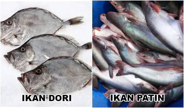 Penjelasan Ikan Dori dan 8 Perbedaan dengan Ikan Patin 9