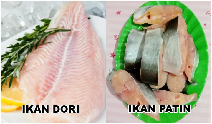 Penjelasan Ikan Dori dan 8 Perbedaan dengan Ikan Patin 11