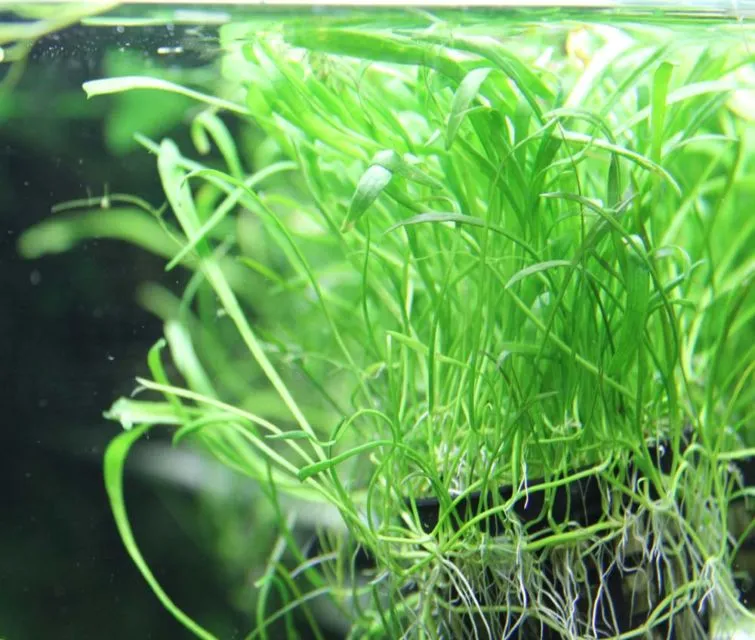 9 Jenis Tanaman Aquascape yang Cocok untuk Ikan Cupang, Bisa Dimakan atau Malah buat Mainan 10