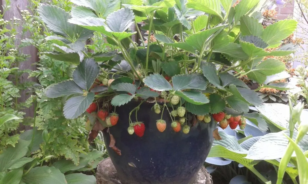 7 Tanaman Buah ini Bisa Tumbuh dalam Pot dan Masa Panennya Berkali-kali 8 tanaman buah