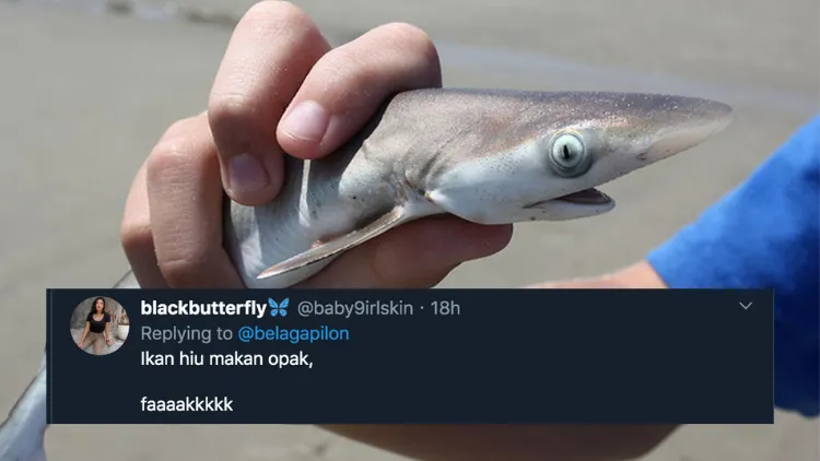 11 Deretan Pantun Gombal Ikan Hiu Kocak 15 Pantun Ikan Hiu