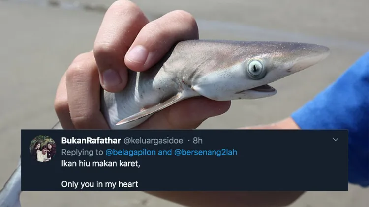 11 Deretan Pantun Gombal Ikan Hiu Kocak 17