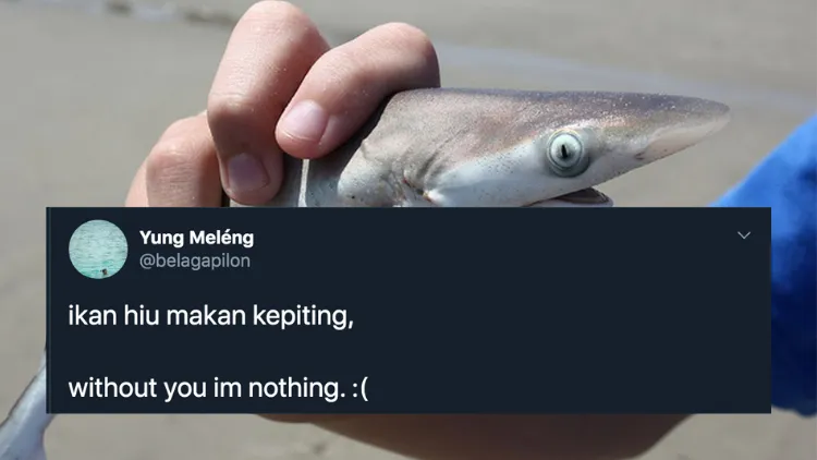 11 Deretan Pantun Gombal Ikan Hiu Kocak 19