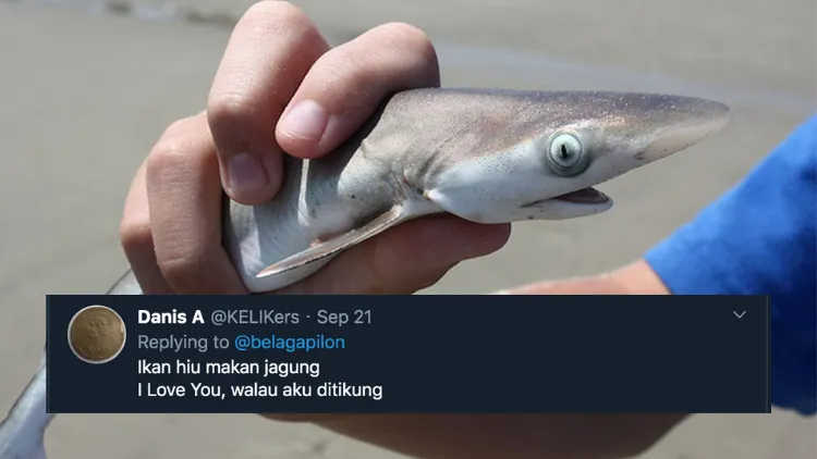 11 Deretan Pantun Gombal Ikan Hiu Kocak 20