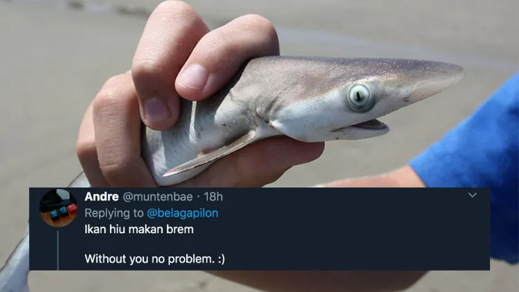 11 Deretan Pantun Gombal Ikan Hiu Kocak 21