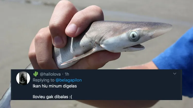 11 Deretan Pantun Gombal Ikan Hiu Kocak 22