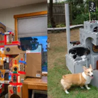 11 Model Singgasana Kocak buat Kucing. Bikinin deh, Biar Makin Berasa Mereka Adalah Majikan Kita~