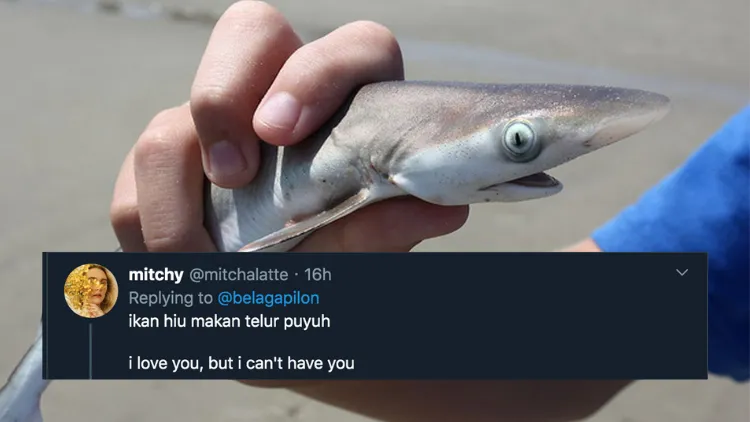 11 Deretan Pantun Gombal Ikan Hiu Kocak 12